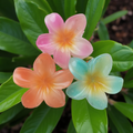 Plumeria Flower Hair Claw Clip, Set of 3 Clips on green leafy background. Featuring tropical gradient designs in Orange, Blue and Pink. Curated by Ladylike Accoutre.